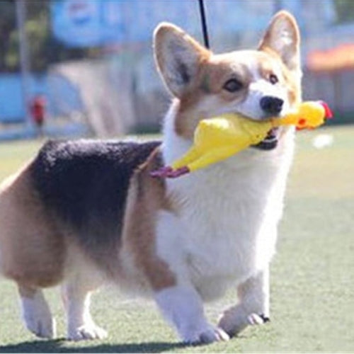 Screaming Duck Toy For Pets